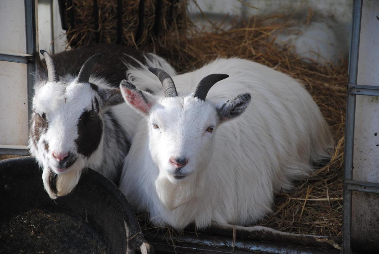 Hotel Delny Glamping And Farm Animals Invergordon Exteriér fotografie