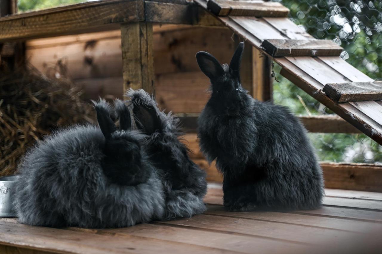 Hotel Delny Glamping And Farm Animals Invergordon Exteriér fotografie